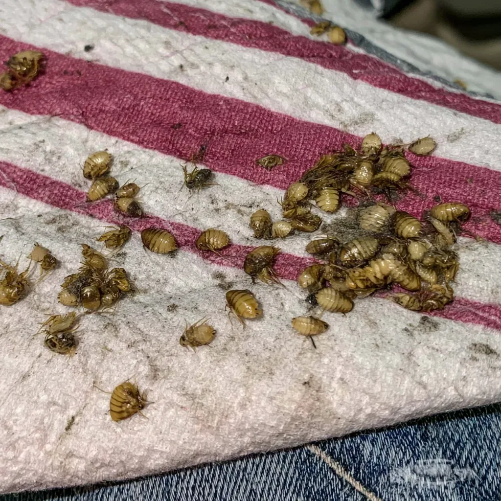 Formosan Subterranean Termites identification and control in Clearwater, FL