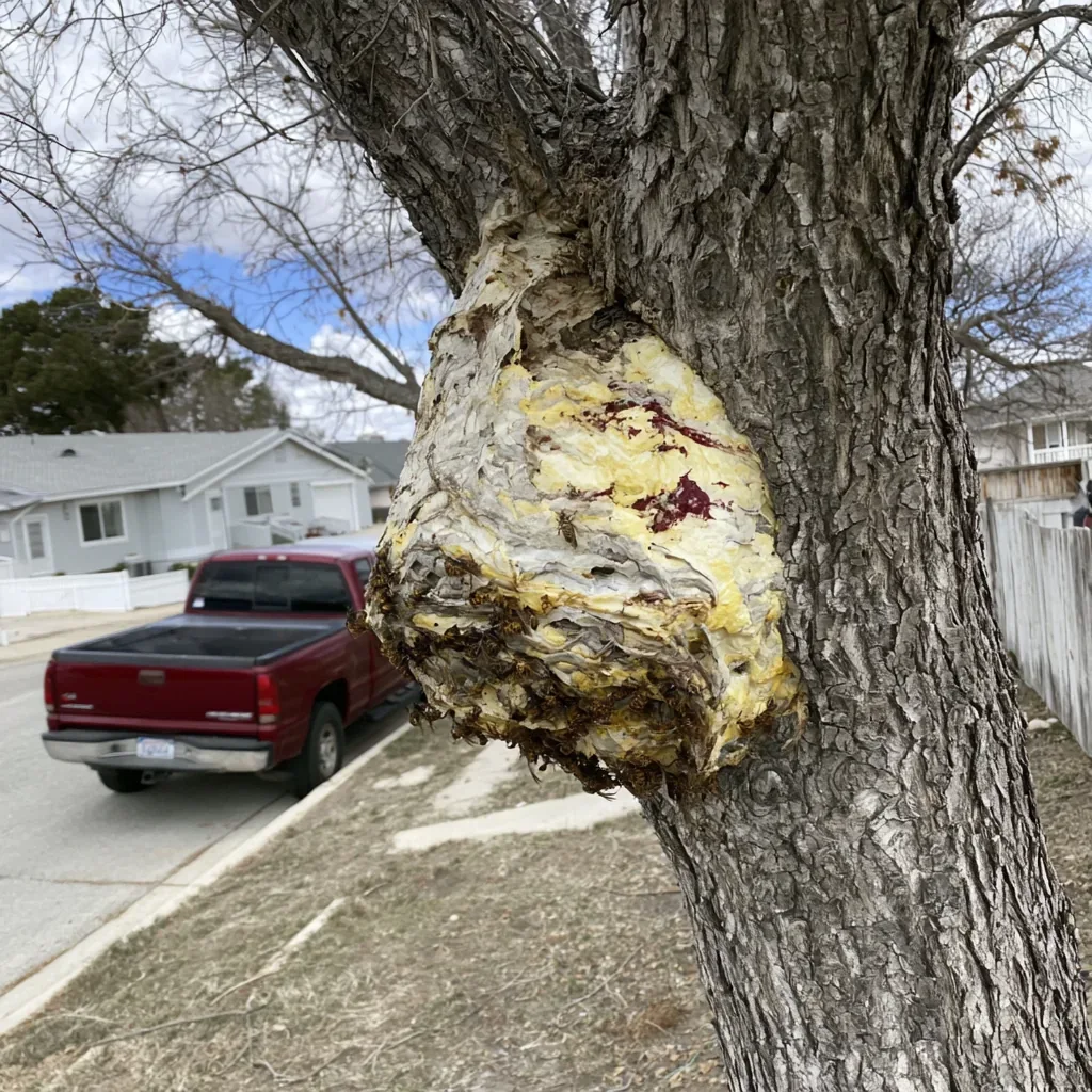 Bed Bugs identification and control in Clearwater, FL